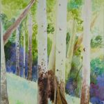 Poplars