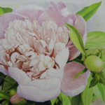 Peony for Jo (SOLD)