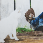 Face off cat and rooster