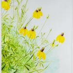 Coneflowers