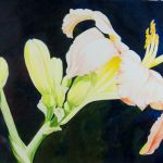 Daylily