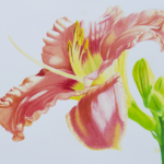 Day Lily