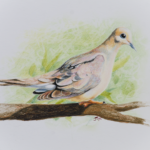 Mourning Dove