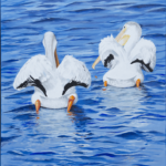 Sailing away, fishing pelicans