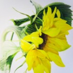 Sunflower (SOLD)