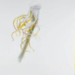 Goat's Beard 1