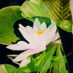 Waterlily (SOLD)