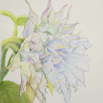 Pencil Crayon Floral -