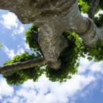 Plane Tree People