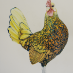 Sebright Golden Rooster